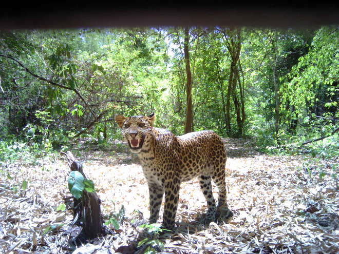 Camera trap image of leopard showing flehmen response, Thailand