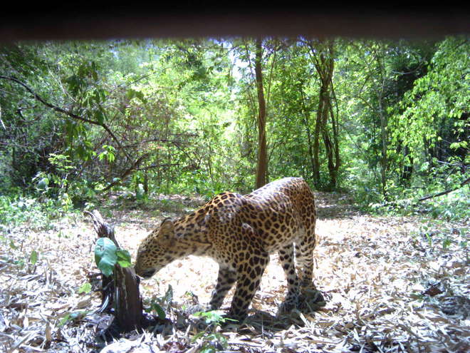 Camera trap image of leopard sniffing a tree stump, Thailand
