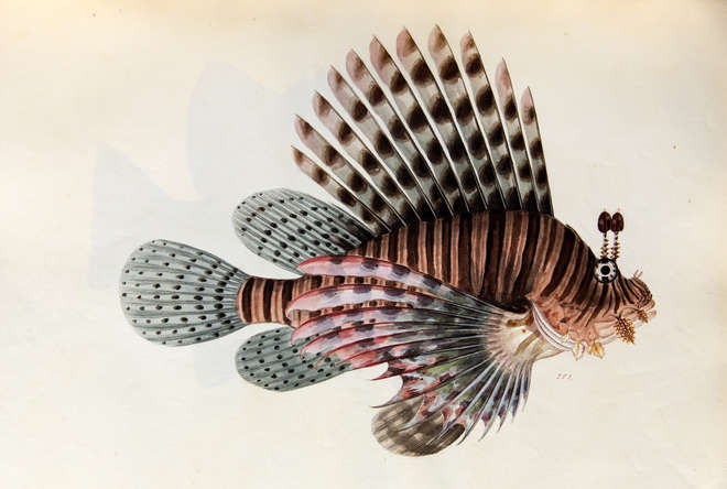 Drawing of a colourful red lionfish