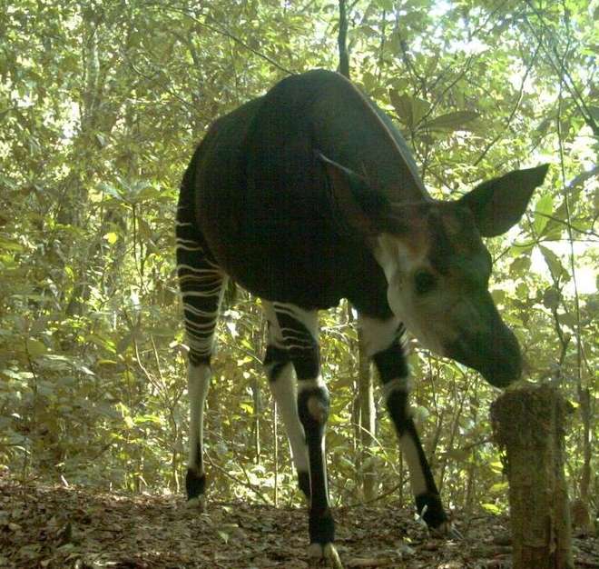 Okapi captured by camera trap during ZSL-ICCN surveys in northern Virunga National Park.