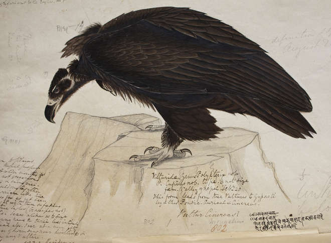 Drawing of Cinereous vulture, Aegypius monachus, in Volume 1 birds p. 4 of Brian Houghton Hodgson manuscripts of Nepal and India. 