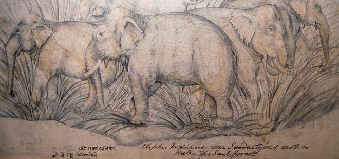 Drawing of Asian elephants in Volume 2 Mammals, p. 222 of Brian Houghton Hodgson manuscripts of Nepal and India. By Raj Man Singh