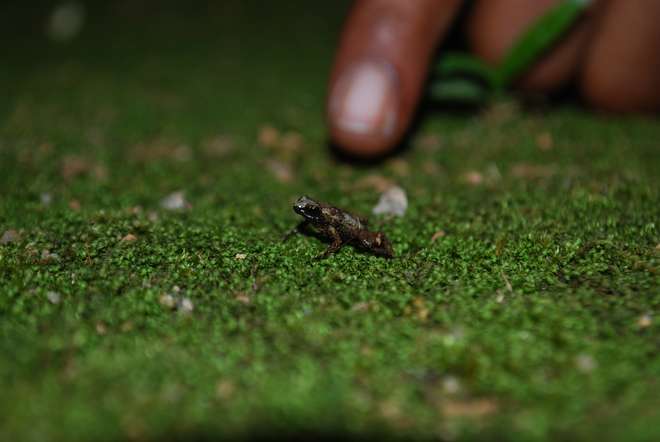 A tiny frog, the size of a human finger nail