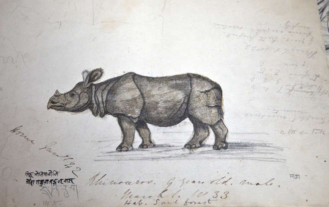 A drawing of a young baby rhinoceros