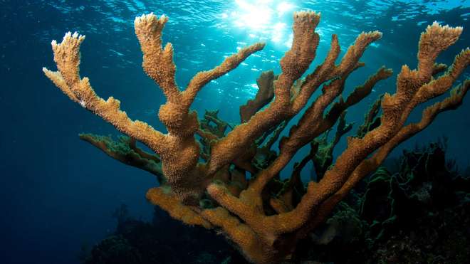 Acropora palmata - an EDGE coral