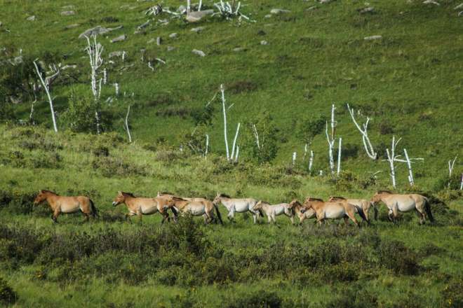Przewalski's Horses in Hustai on the ZSL Summer Field Course