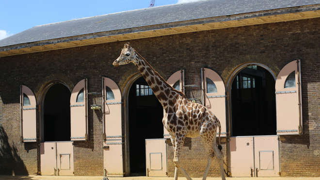 Giraffe house