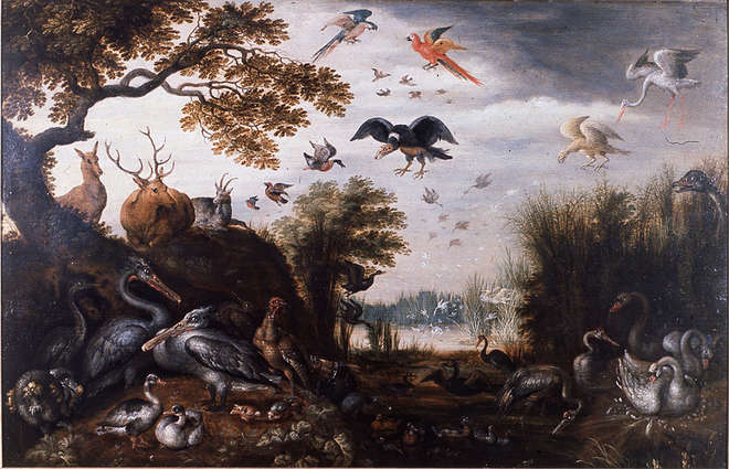 Dodo painting showing tail feathers