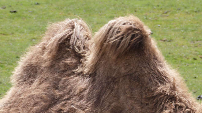 A close up of a camel's humps
