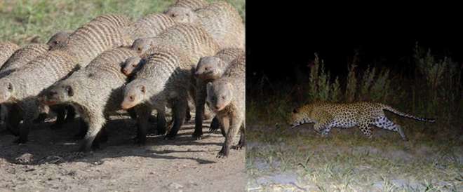 Leopard and mongoose hunting