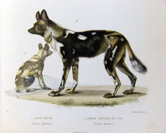 Illustration showing two view of an African hunting dog
