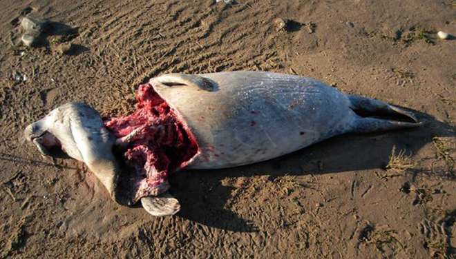Common seal with possible predation injuries