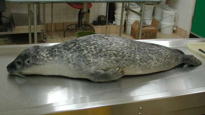 Seal with PDV awaiting post mortem