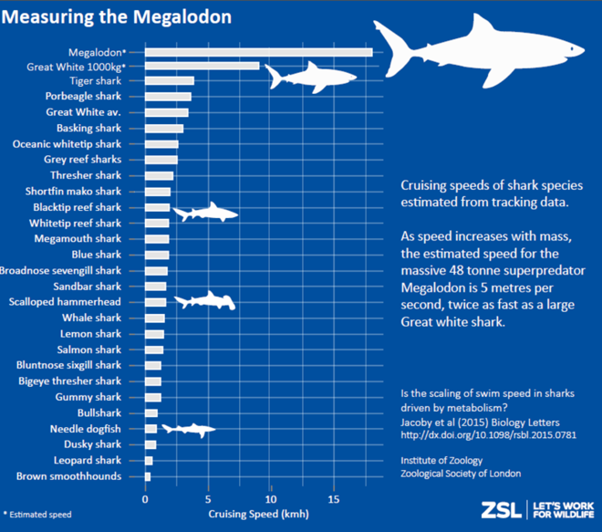Shark speeds graph