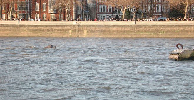 Whale in Thames 2006
