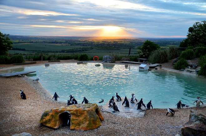 Penguins at Sunset ZSL Whipsnade Zoo