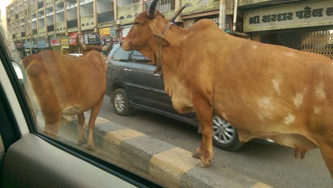 Two cows stand on the road, right next to our vehicle