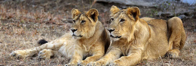 Asiatic lions in Sasan Gir