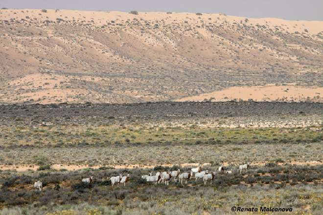 Oryx in Tunisia