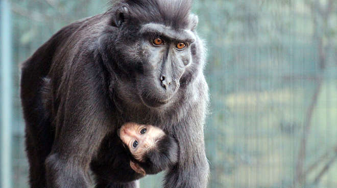 Sulawesi crested macaque baby