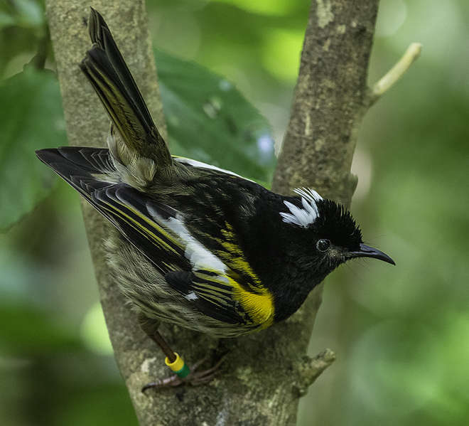 Hihi/stitchbird male