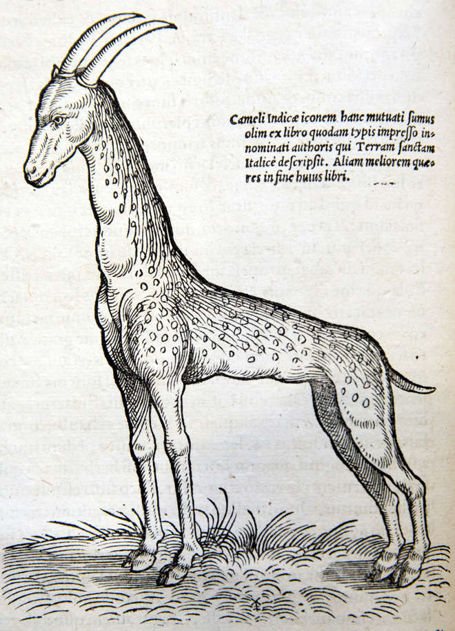 Giraffe from Konrad Gessner's Historiae Animalium
