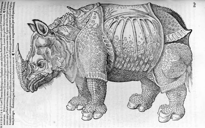Rhinoceros from Konrad Gessner's Historiae Animalium