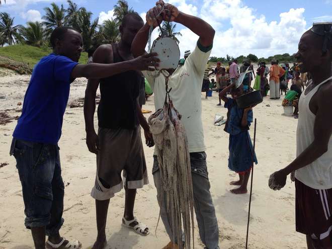 Weighing the octopus catch, Quiwia, Mozambique
