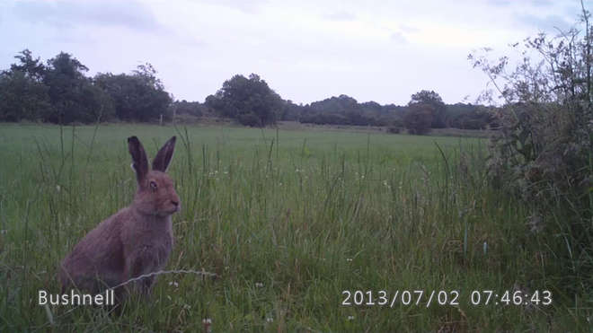 Camera trap photo of a hare