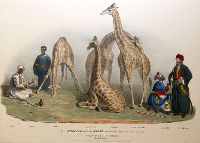 An illustruation of the first giraffes with the Arabs who brought them over to this country