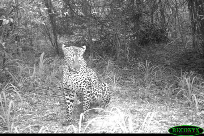 Leopard caught on camera trap Boni-Dodori, Kenya