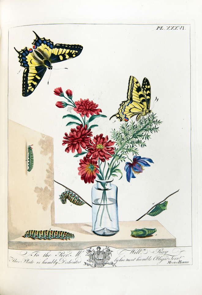Colourful engraving of rare swallowtail butterflies 