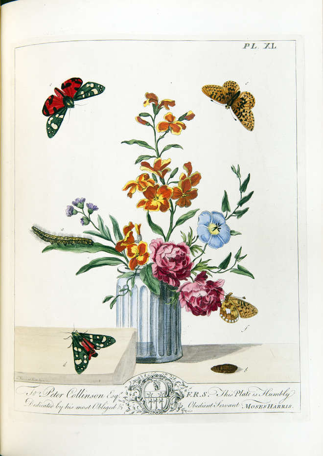 Colourful engraving of tiger moths, `woolly bear' caterpillar and food plants