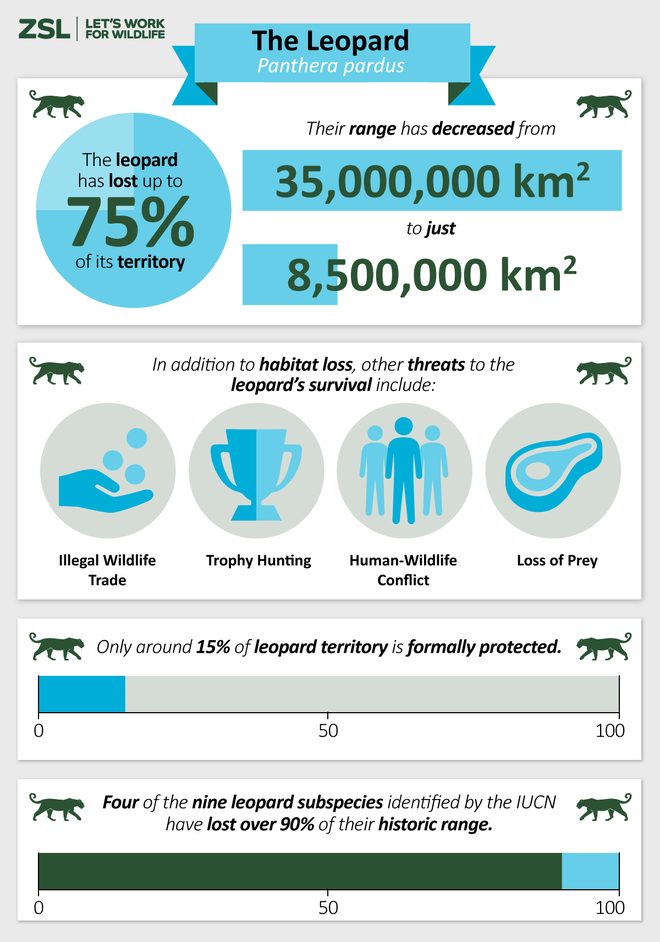 Infographic showing the loss of leopard range