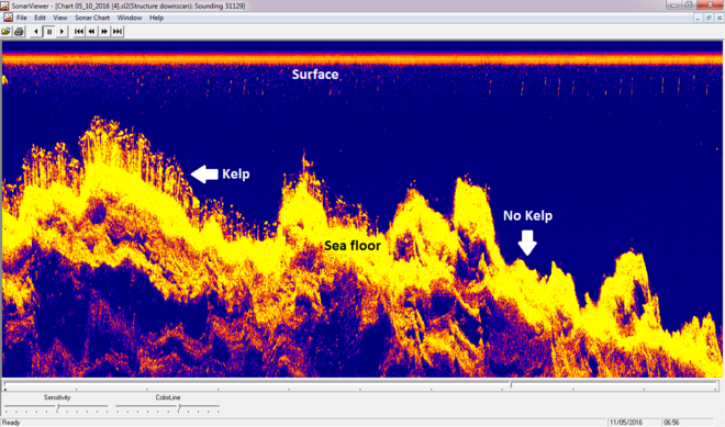 Display from sonar device showing kelp habitat