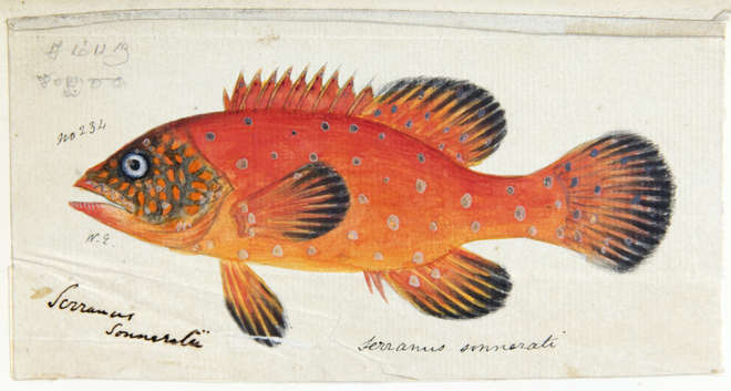 Bright orange fish of the genus Serranus