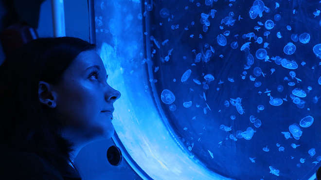 Zoo keeper Colette Gibbings counting moon jellyfish