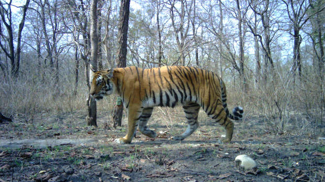 Bengal tiger, Nepal