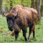 European-Bison-Bison-bonasus.jpg