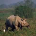 Indian-Rhinoceros-Rhinoceros-unicornis-150x150.jpg