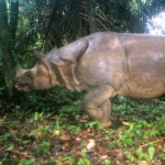 Javan-Rhinoceros-Rhinoceros-sondaicus-Klaus-Lang.png