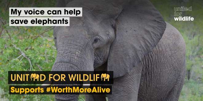 African elephants are #worthmorealive is the key message behind their new campaign