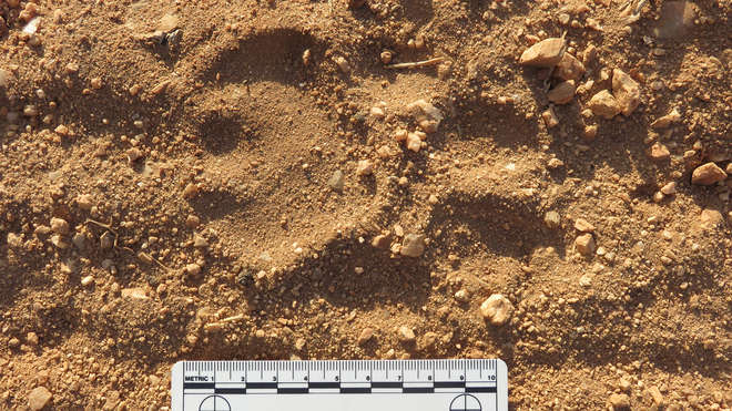 Measuring Lion Footprints