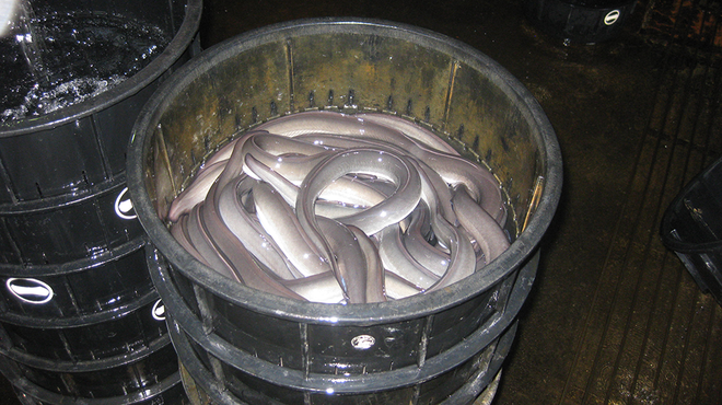 Eels in a barrel 