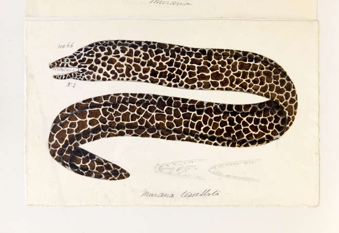Drawing of a spotted eel