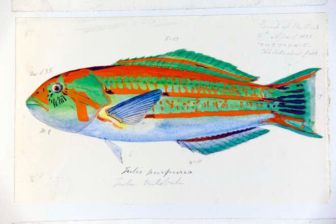 Drawing of a fish in vivid green, red and blue