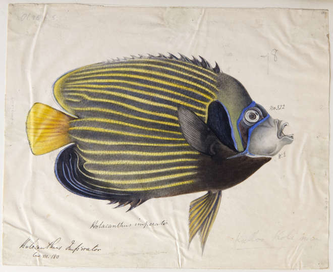 Drawing of a striped fish
