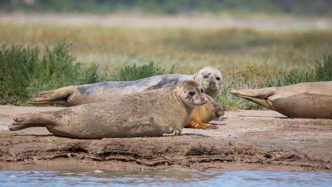 Seals seen during the 2016 survey