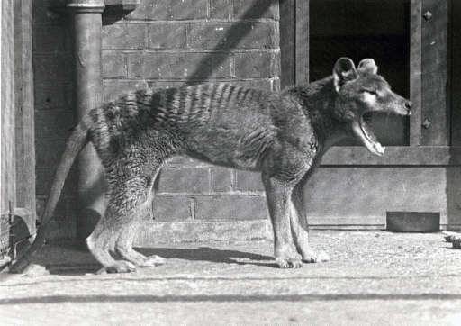 Bond contact print of thylacine