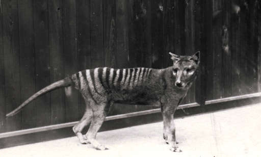 Bond contact print of a thylacine
